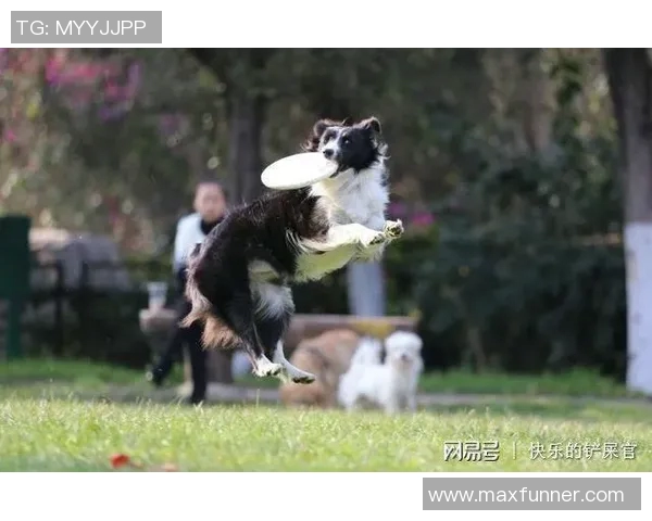 深入探讨北京飞盘队战术配合与其他队伍的差异与优势分析